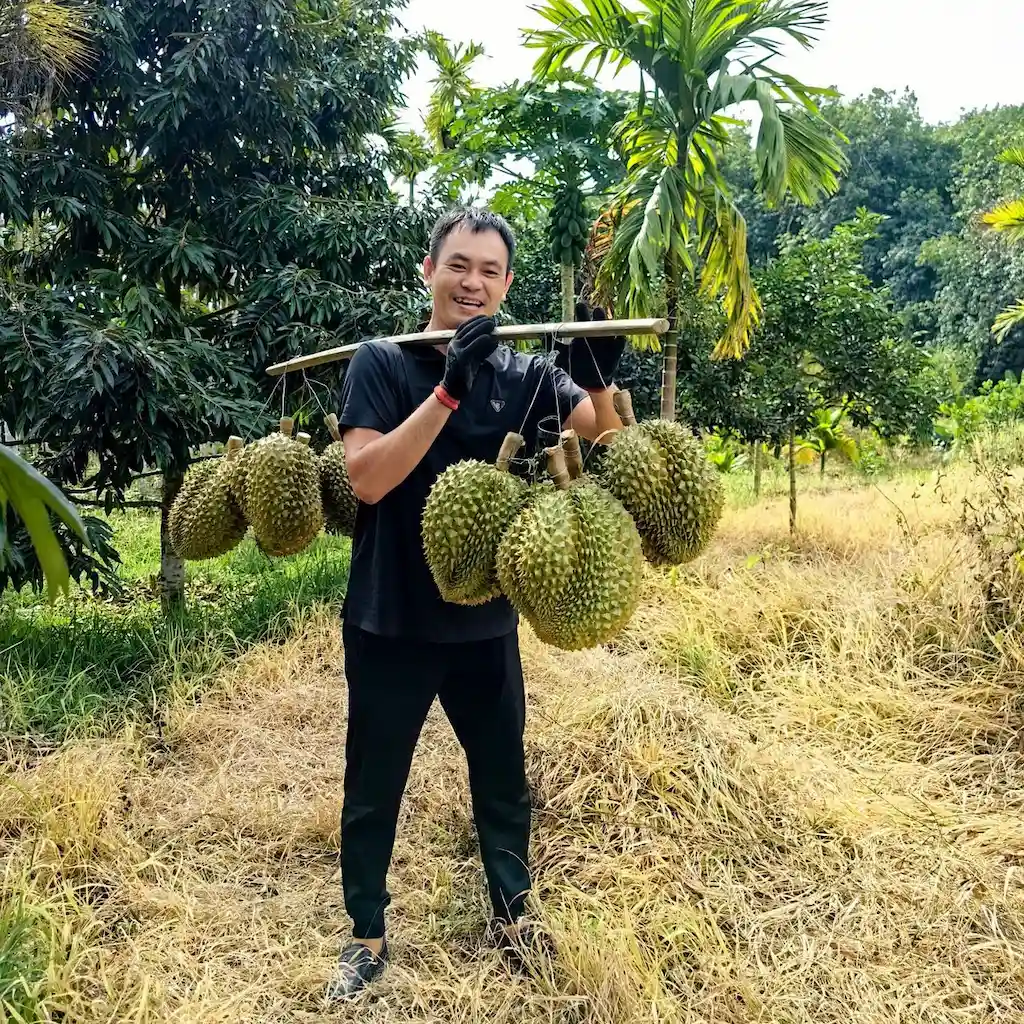 Free Durian Survey 4